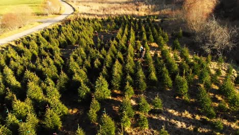 Drone-shots-Growing-a-beautiful-Christmas-tree