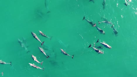 Drohnen-Luftschwenk-Von-Delphinschote,-Die-In-Klarem-Wasser-Pazifik-Zentralküstentourismus-NSW-Australien-4k-Schwimmt