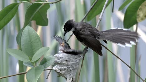 Hungry-Juvenile-Malaysian-Pied-Fantail-On-Nest-Feed-By-Her-Mother-In-Its-Habitat---close-up