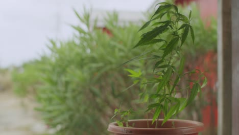 Eingetopfte-Cannabispflanze-Für-Den-Freizeitgebrauch,-Die-Im-Wind-Weht,-Mit-Größeren-Plänen-Im-Hintergrund