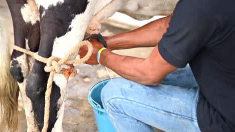 Man-manually-milking-a-white-and-black-cow-1