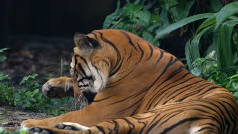 Critically-Endangered-Malayan-Tiger-Rubbing-Its-Eye-Then-Lick-Its-Paw-While-Lying-On-The-Floor