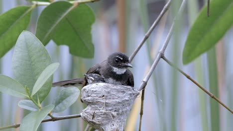 Adult-And-Juvenile-Malaysian-Pied-Fantail-Resting-In-Its-Nest-On-A-Tree-Branch