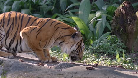 Erstickender-Malaiischer-Tiger-Spuckt-Ein-Stück-Fleisch-Aus-Seinem-Maul-Und-Frisst-Es-Dann-Wieder