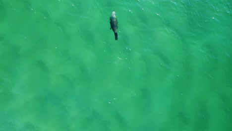 Drone-sky-view-of-Australian-brown-fur-seal-sea-lion-animal-floating-and-swimming-on-Avoca-beach-sand-bank-crystal-clear-ocean-Central-Coast-tourism-NSW-4K