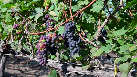 Close-up-shot-of-red-wine-grapes-between-the-leafs-in-the-vineyard-crop-ready-to-be-harvested-2