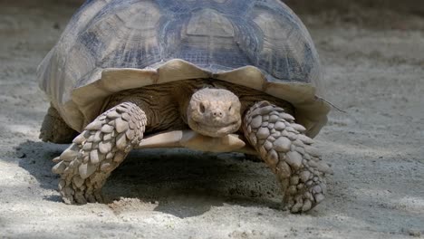 Vorderansicht-Einer-Afrikanischen-Spornschildkröte,-Die-Langsam-Geht