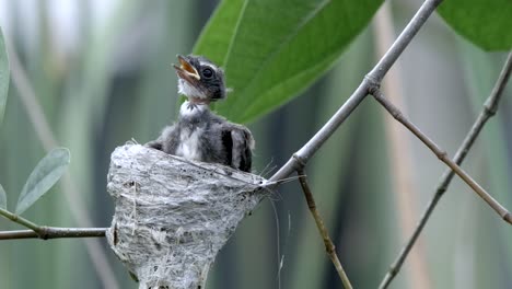 Young-Malaysian-Pied-Fantail-Waking-Up-In-The-Nest---close-up