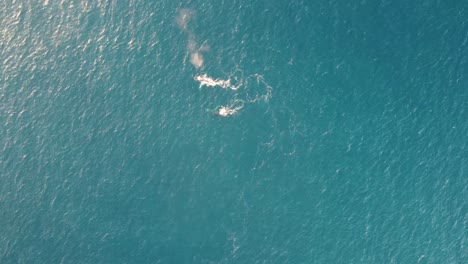 Drone-aerial-bird's-eye-view-of-nature-animal-humpback-whale-spray-in-Pacific-Ocean-Central-Coast-tourism-NSW-Australia-4K