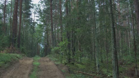 Gravel-Trail-in-the-Forest-2
