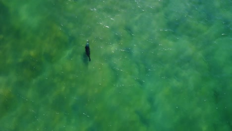 Drohnen-Luftaufnahme-Eines-Verspielten-Robben-Seelöwen,-Der-Neben-Einer-Lachsschwarm-Köderkugel-Vor-Dem-Avocado-Strand,-Dem-Pazifik,-Der-Zentralen-Küste-Von-NSW,-Australien,-4k-Schwimmt