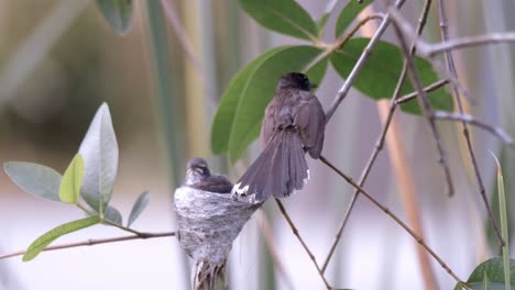 Family-Of-Malaysian-Pied-Fantail-In-Its-Nest-At-Tree-Branch-In-The-Forest