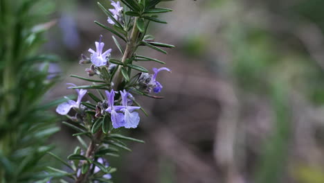 Close-up-shot-of-Rosemary-stem-with-rosemary-flowers-moving-in-the-wind