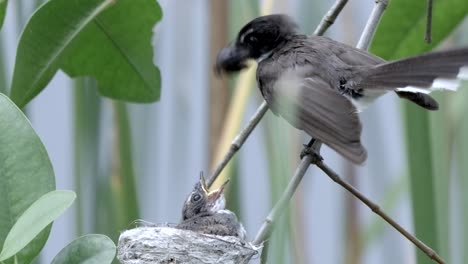 Malaysischer-Gescheckter-Fantail,-Der-Juvenile-Im-Nest-Mit-Motte-Am-Baumzweig-Füttert