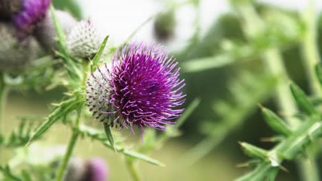 Close-up-of-a-bright-purple-thistle-flower-in-a-breezy-summer-field-4K