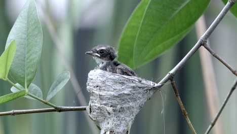Malaysisches-Geschecktes-Fantail-Küken-Im-Nest,-Das-Sich-Im-Wald-Umschaut
