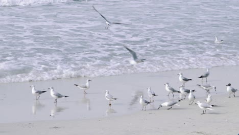 Seagulls-flying-off-the-sand-on-beach-in-front-of-waves,-slow-motion