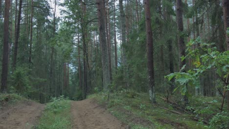 Gravel-Trail-in-the-Forest