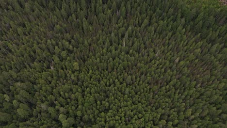 Aerial-view-of-Pine-trees-in-British-Columbia-rainforest