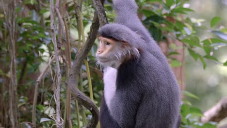 Red-Shanked-Douc-Langur-Monkey-At-Tree-Forest-During-Daytime