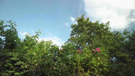 Tracking-shot-of-bushes-and-hedges-against-blue-sky-with-big-clouds