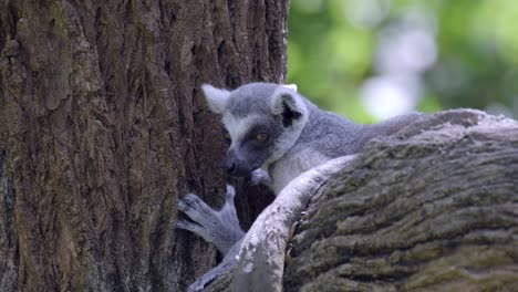 Close-up-Of-An-Endangered-Ring-tailed-Lemur-Looking-Around-While-Hiding-On-A-Tree