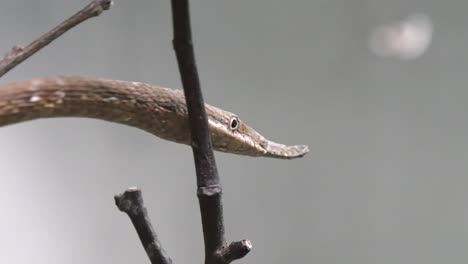 Nahaufnahme-Einer-Madagassischen-Blattnasenschlange.-Langaha-Madagascariensis.-Schieber-Links