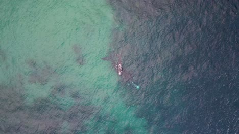 Drone-aerial-sky-pan-shot-of-Southern-Right-Whale-swimming-on-reef-coastline-headland-with-calf-in-Pacific-Ocean-Forresters-Beach-NSW-Australia-4K