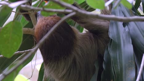 Rear-View-Of-Sloth-Feeding-While-Hanging-Behind-Foliage-Of-Trees-At-Forest