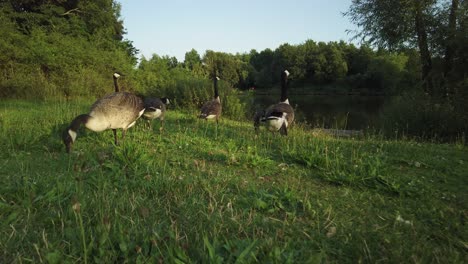 Group-of-geese-exploring-the-grass-pecking-for-food-at-sunset-by-lake