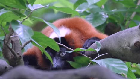 Roter-Gekräuselter-Lemur,-Der-Auf-Baumasten-Auf-Natürlichem-Lebensraum-Liegt
