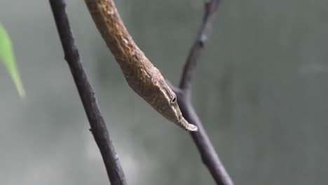 Madagassische-Blattnasenschlange,-Die-Von-Einem-Baumzweig-Gleitet