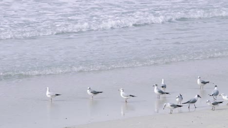 Group-of-seagulls-standing-on-beach-on-sand-by-the-waves,-slow-motion