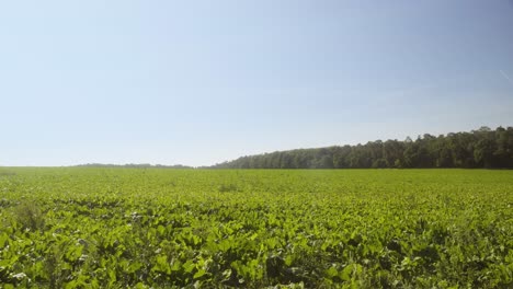 Grünes-Feld-Mitten-Am-Tag-Auf-Dem-Polnischen-Landbauernhof-In-4k