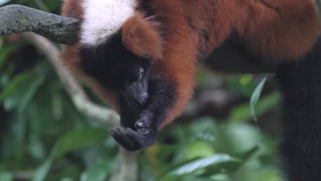 Lémur-Rufo-Rojo-Lamiendo-Su-Pata-Mientras-Está-En-La-Rama-De-Un-árbol-En-El-Recinto-Abierto-Del-Zoológico-De-Singapur