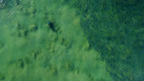 Drone-aerial-shot-of-brown-fur-sea-lion-seal-mammal-swimming-through-waves-and-next-to-salmon-fish-school-Avoca-Beach-sandbar-Central-Coast-NSW-Australia-4K