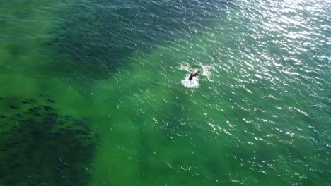 Drone-aerial-shot-of-brown-fur-seal-Sea-lion-swimming-with-salmon-bait-school-of-fish-Avoca-Central-Coast-tourism-Pacific-Ocean-NSW-Australia-4K