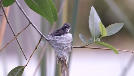 View-Of-A-Juvenile-Malaysian-Pied-Fantail-In-Nest-Ready-To-Fledge