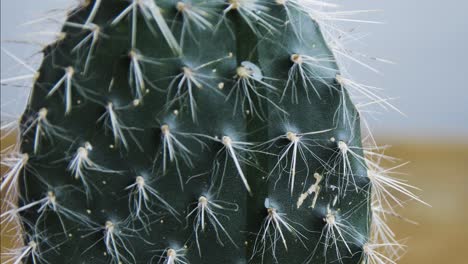 Kaktus-Mit-Einem-Tropfen-Öl,-Der-Statisch-In-4k-Herunterfließt