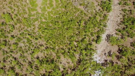 Aerial-view-above-small-trees,-on-the-coast-of-sunny-Clairview,-Australia---top-down,-drone-shot
