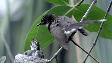 A-Juvenile-Malaysian-Pied-Fantail-Being-Fed-By-Its-Mother