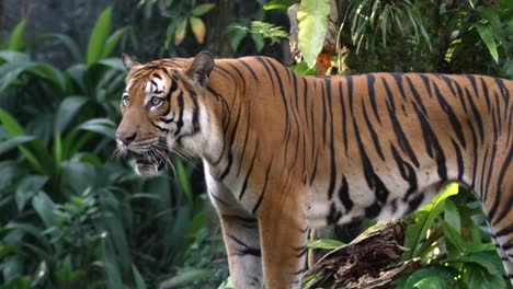 Male-Malayan-Tiger-Looking-Straight-While-Standing-In-The-Wilderness