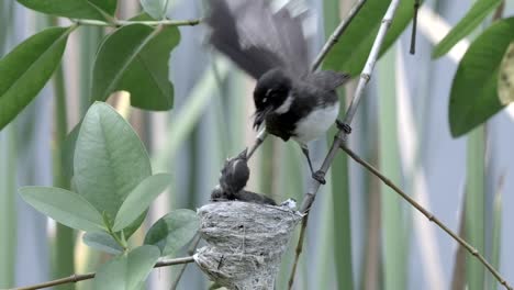 Close-up-Of-Female-Malaysian-Pied-Fantail-Feeding-Its-Hungry-Chick-On-Tree-Nest