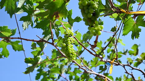 Nahaufnahme-Von-Weißweintrauben-Zwischen-Den-Blättern-Im-Weinberg-Ernte-Bereit,-Geerntet-Zu-Werden-1