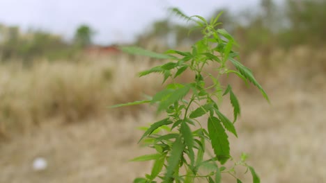 Marihuana-Pflanze-Mit-Samen,-Die-Im-Wind-Wehen