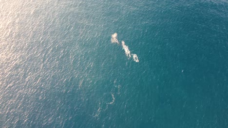 Drohne-Luftaufnahme-Aus-Der-Vogelperspektive-Von-3-Buckelwalen-Sprühwasser-In-Der-Zentralen-Küste-Des-Pazifischen-Ozeans-NSW-Australien-4k