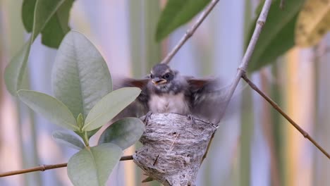 Juvenile-Malaysian-Pied-Fantail-On-Its-Nest-Flapping-Its-Wings-And-Preparing-To-Fledge