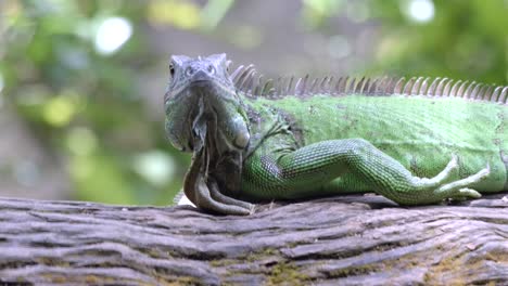 Green-Iguana-Lying-On-A-Tree-Branch-In-The-Forest