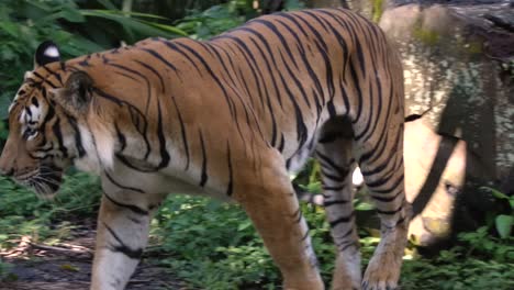 Zeitlupe-Eines-Malaiischen-Tigers,-Der-Tagsüber-Im-Dschungel-Spaziert