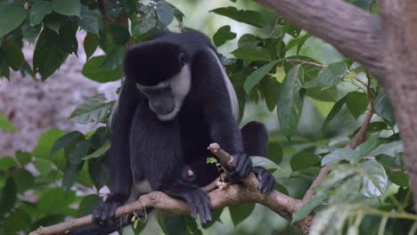 Black-and-white-Colobus-Monkey-Looking-Down-While-Sitting-On-Tree-Branch